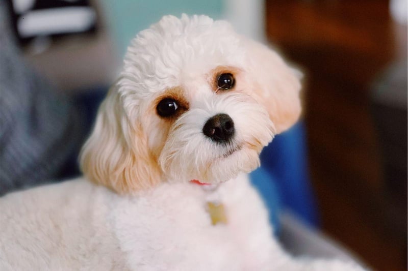 A cross between Cavalier King Charles Spaniel and a Bichon Frise, the Cavachon inherits the former's affectionate and loyal nature and the latter's diminutive size and low-shed coat.