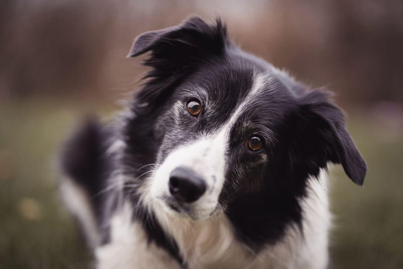 The Border Collie is one of the most active breeds of dog - bred to be out and about with their master herding sheep. Their high energy levels and intelligence mean they need a huge amount of stimulation and regular lack of company will lead to separation anxiety very quickly.