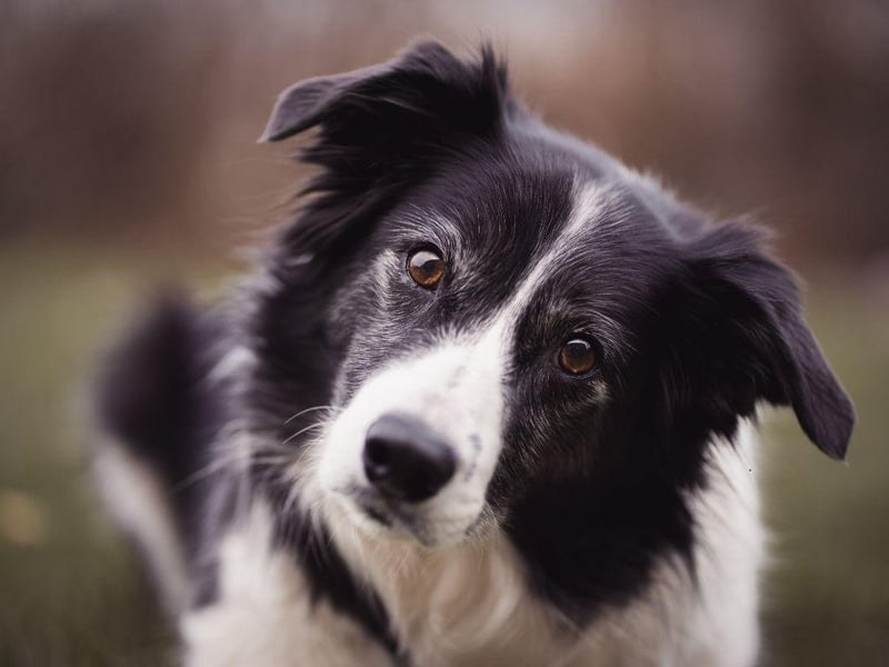 The Border Collie is one of the most active breeds of dog - bred to be out and about with their master herding sheep. Their high energy levels and intelligence mean they need a huge amount of stimulation and regular lack of company will lead to separation anxiety very quickly.