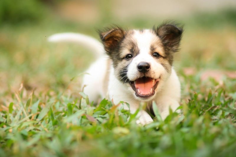 The research found 1,492 new Bellas, making it the second most popular dog name. It means 'beautiful' in Italian.