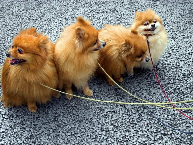In 1767, Queen Charlotte, Queen-consort of King George III, brought two of the first Pomeranians to Britain. They were named Phoebe and Mercury and featured in paintings by Sir Thomas Gainsborough.