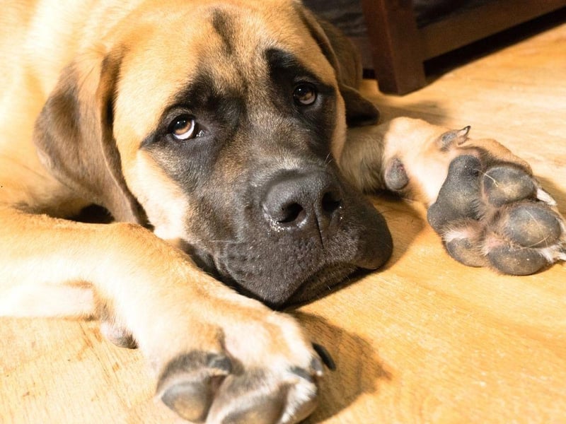 The English Mastiff is officially the largest dog in the world. According to the Guiness Book of Records - a dog called Zorba weighed in at 142.7 kg and stood 27 inches high in 1981.