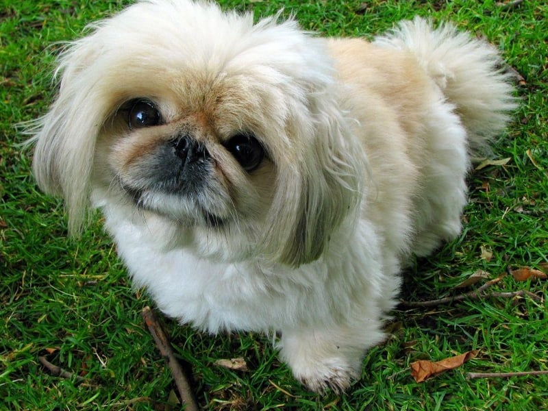 The Pekingese could be considered the ultimate lap dog. This breed likes peace and calm, so is perfect for a quieter home free of children. They also tend to form a particularly strong relationship with one particular person, creating a special bond.
