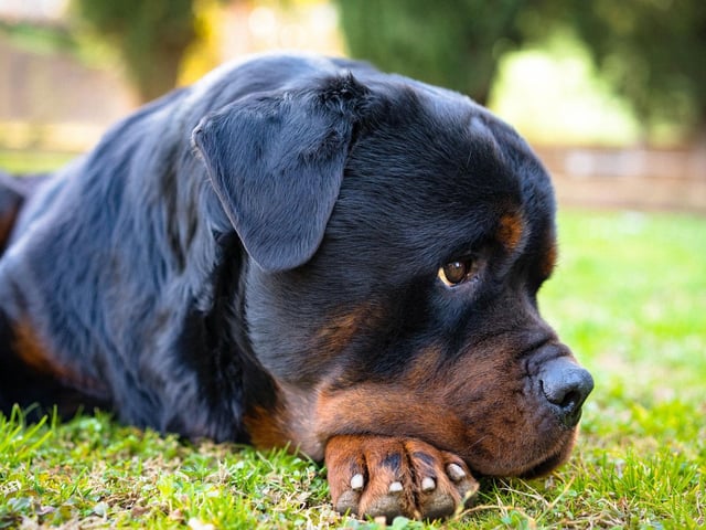 Rottweilers are incredibly brave. In 2009 a Rottweiler called Jake was recognised for his bravery by the RSPCA after chasing off a man who was molesting a woman in a Coventry Park. Jake then led his owner to the victim and stood guard until the police arrived.