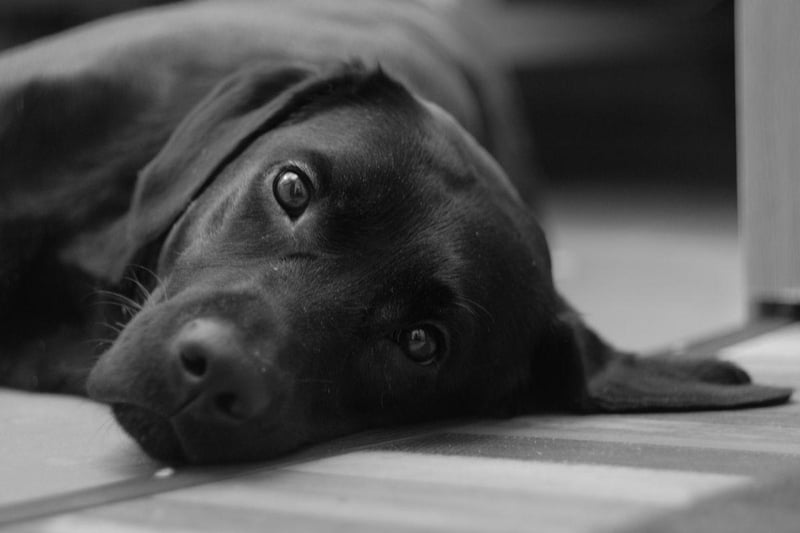 The most popular dog in the Britain is also a pretty good choice for a first time owner. The Labrador Retriever has the perfect combination of brains, beauty and friendliness. It should be noted though that they need regular exercise and don't like being left alone for long periods of time.