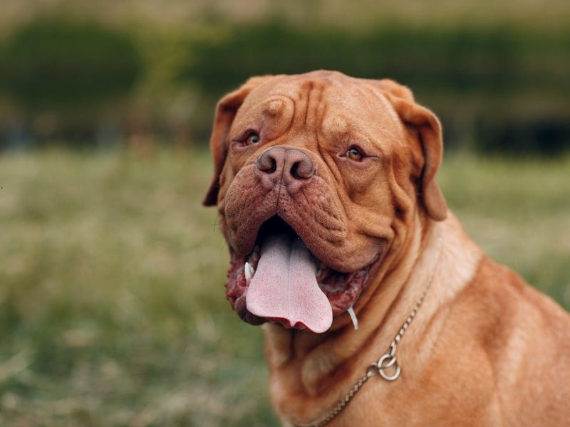The Dogue de Bordeaux, also known as the Bordeaux Mastiff or French Mastiff, is a very muscular dog than can weigh up to 65kg. They are one of the most expensive dogs to buy and care for, so are not necessarily suitable for a family pet.