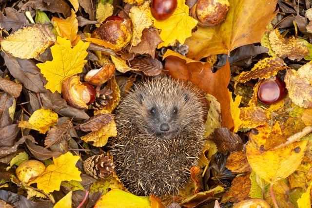 Many animals that frequent our gardens need a helping hand at this time of year - particularly the hedgehog. You may find them under piles of leaves or sticks and - if so - just leave them be. It may look messy but it's their home for the winter. Small hedgehogs, born late in the year, may struggle to survive the winter, so if you spot one out-and-about during daylight hours and are concerned, contact your local animal charity.