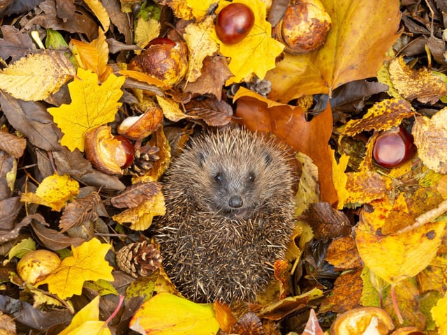 Many animals that frequent our gardens need a helping hand at this time of year - particularly the hedgehog. You may find them under piles of leaves or sticks and - if so - just leave them be. It may look messy but it's their home for the winter. Small hedgehogs, born late in the year, may struggle to survive the winter, so if you spot one out-and-about during daylight hours and are concerned, contact your local animal charity.
