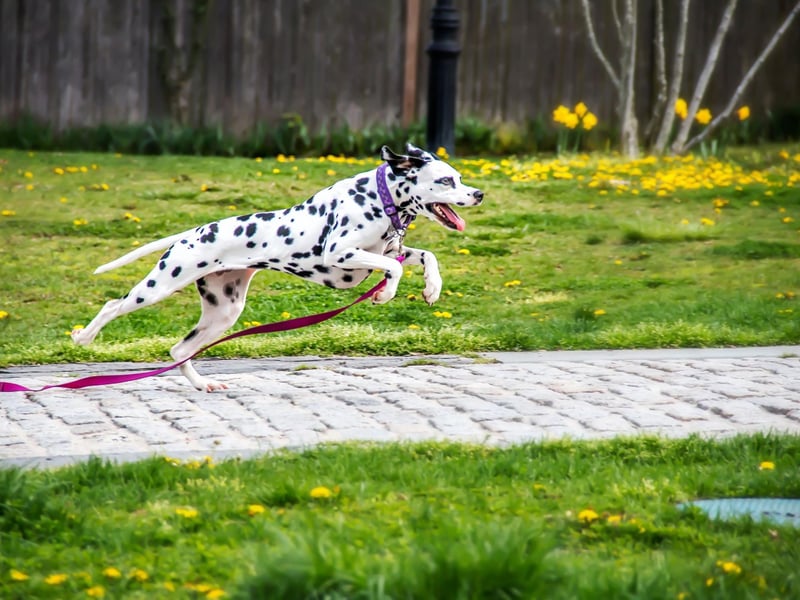 Dalmatians are a bit of a Jekyll and Hyde breed - they can be very obedient, but only when it's something they are happy to go along with. If it's not something they are keen on they can be obstinate, while poorly-trained Dalmations have a habit of jumping up, growling and snapping.