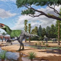 New species of dinosaur discovered from fossil ‘overlooked’ for over 100 years