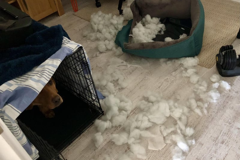 Leo the Red Fox Labrador's owners didn't believe his claim that he hadn't left his crate for hours.
