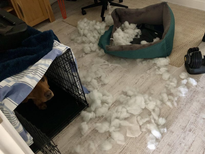 Leo the Red Fox Labrador's owners didn't believe his claim that he hadn't left his crate for hours.