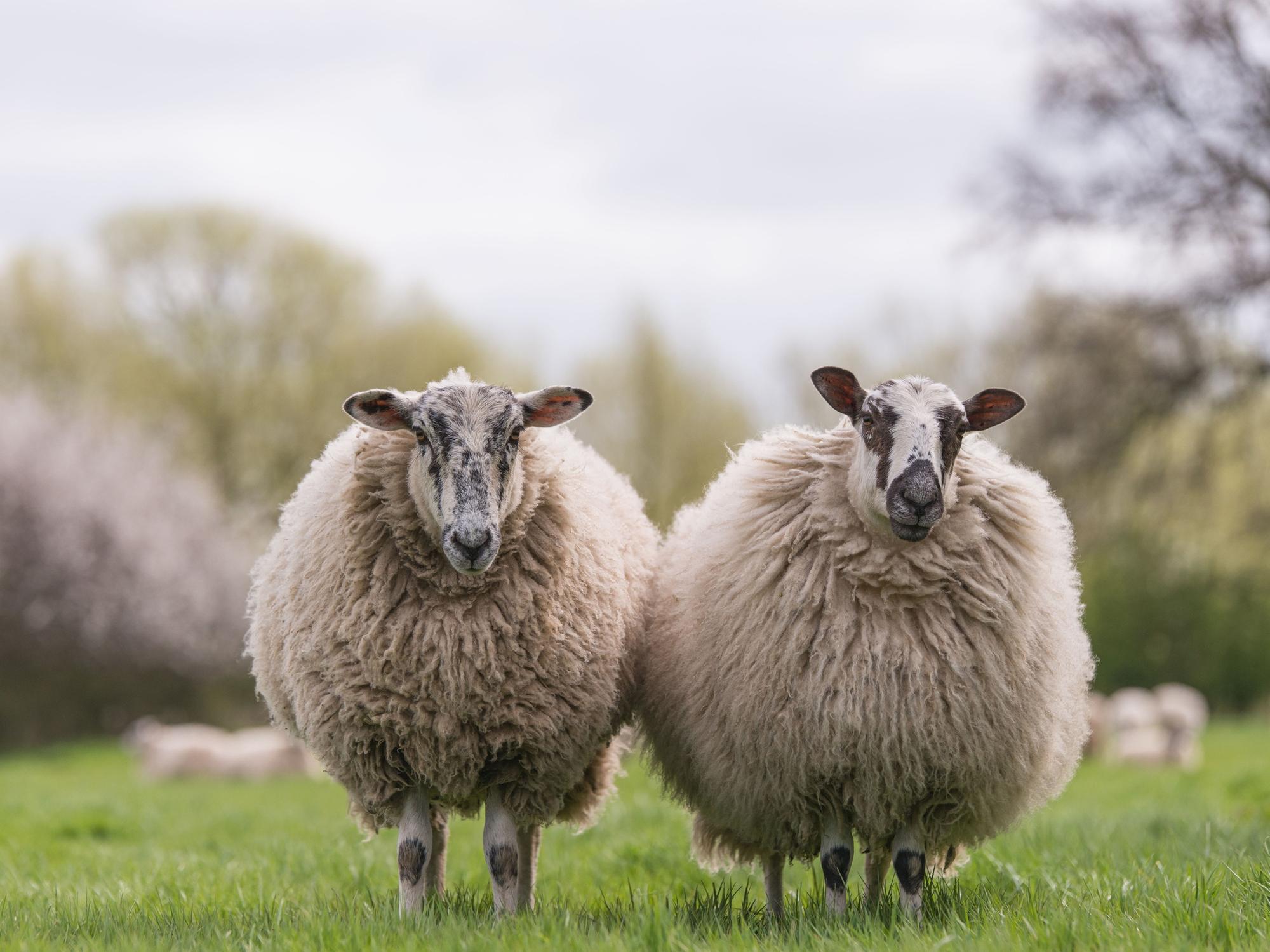 'Tens of thousands' of sheep in Scotland at risk of not being sheared ...