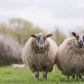 Wool has many uses in the garden