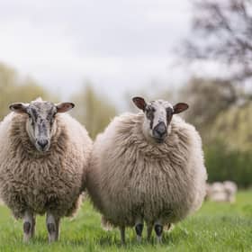 Wool has many uses in the garden