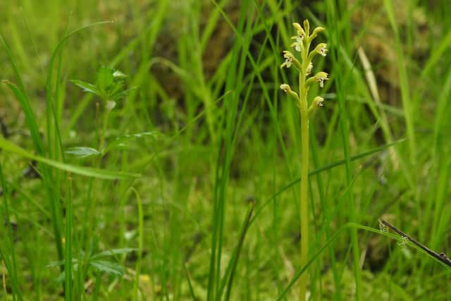 The rare and delicate coralroot orchid has been found in Wester Ross for the first time since it was originally discovered in the region in the 1700s. Picture: NTS