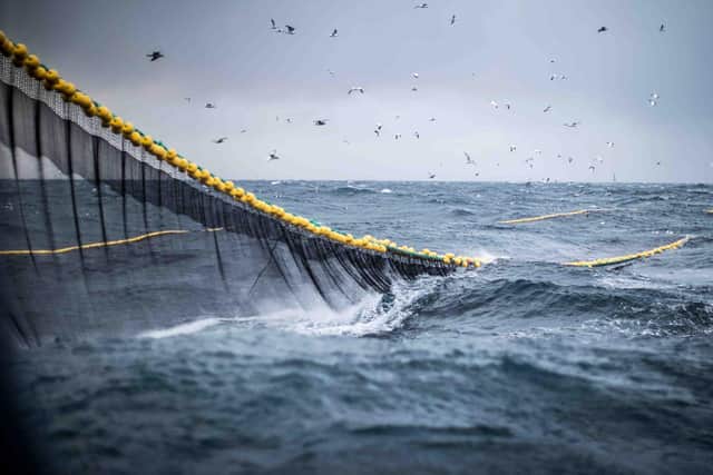 It is estimated that 46 per cent of all marine fish that are discarded are bycatch from trawling – an indiscriminate fishing method that involves dragging a massive net behind a boat, scooping up everything in its path