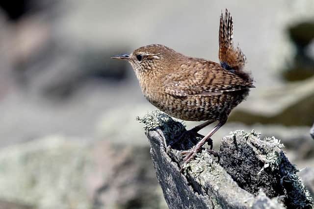 The latest official statistics show populations of wrens and other woodland birds in Scotland have bounced back after suffering declines due to severe weather brought by the Beast from the East in 2018
