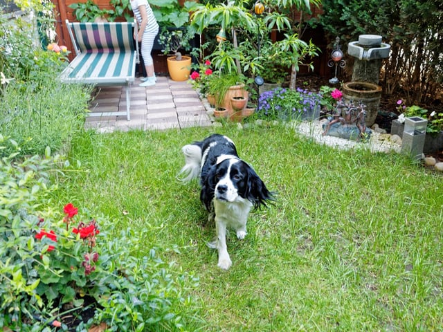 We want our pets to be able to enjoy their outdoor space safely, but some plants are dangerous to our beloved companions. While many plants are perfectly safe, others can range from mildly irritating to potentially lethal. To avoid illness, or worse, get rid of any plants that may harm your pet. These include irises, hydrangeas, daffodils, lilies and herbs (English pennyroyal mint, parsley, etc.).