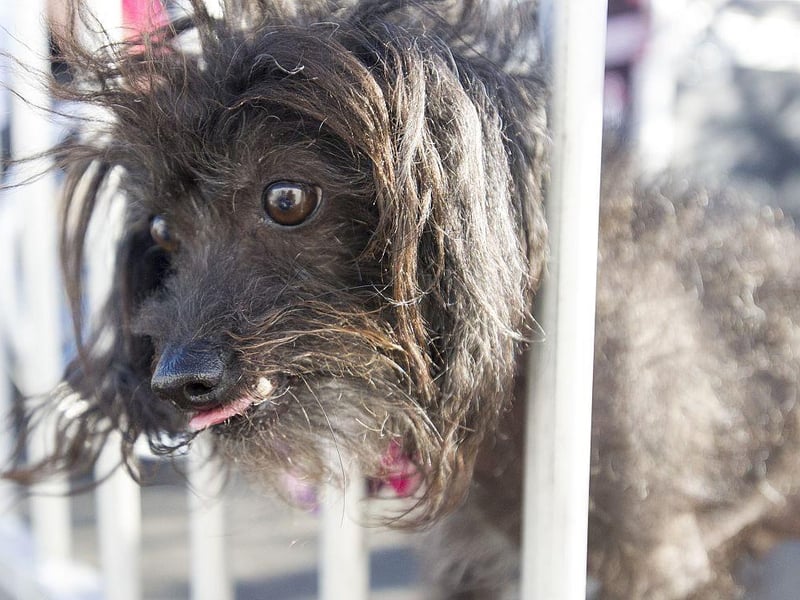 Chu sticks his head between bars before competing in the World's Ugliest Dog Competition in 2015.