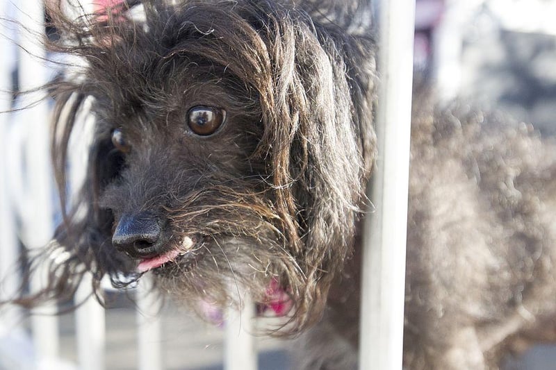 Chu sticks his head between bars before competing in the World's Ugliest Dog Competition in 2015.
