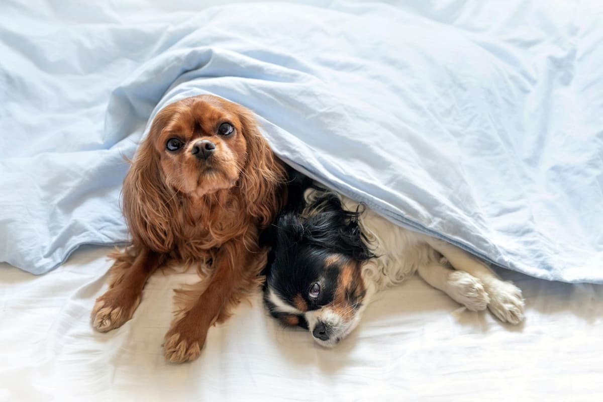 Best Dog Bed Buddies 2024 The 10 best breeds of dog to share a bed with