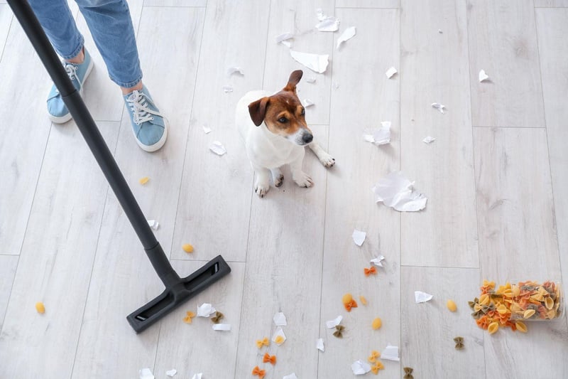 A well-entertained Jack Russell Terrier who receives plenty of exercise and entertainment will be the perfect companion. Leave one alone for too long though and it will get bored - with every chance that it will go into full-on destruction mode.