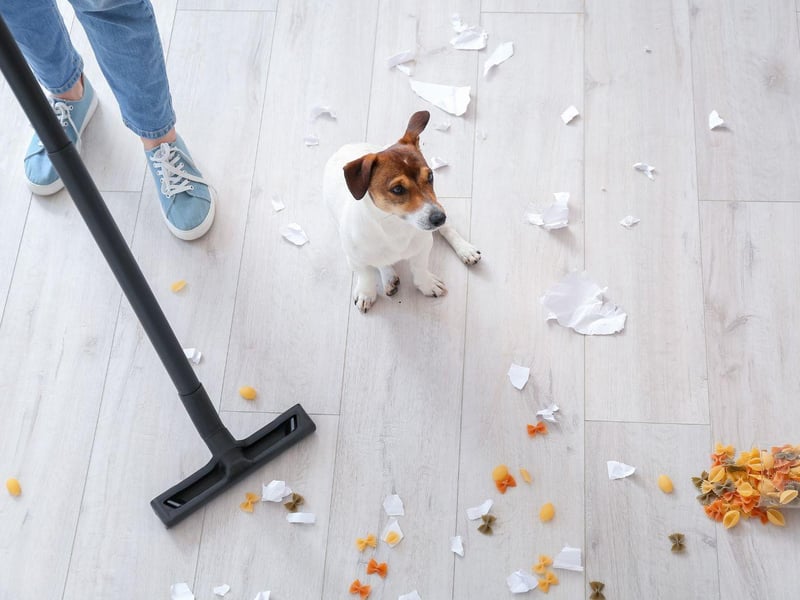 A well-entertained Jack Russell Terrier who receives plenty of exercise and entertainment will be the perfect companion. Leave one alone for too long though and it will get bored - with every chance that it will go into full-on destruction mode.