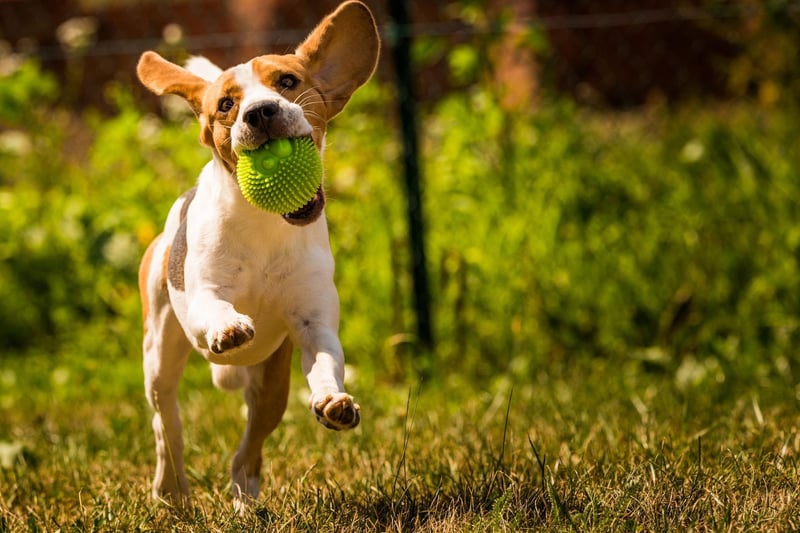 The Beagle is a breed that is very much a pack animal, so tend to do better with families where they get plenty of attention and socialising time. They also have a very distinctive smell which can cause issues, as well as being one of the more vocal dogs - with howling and barking very much to be expected. These are not easy animals.