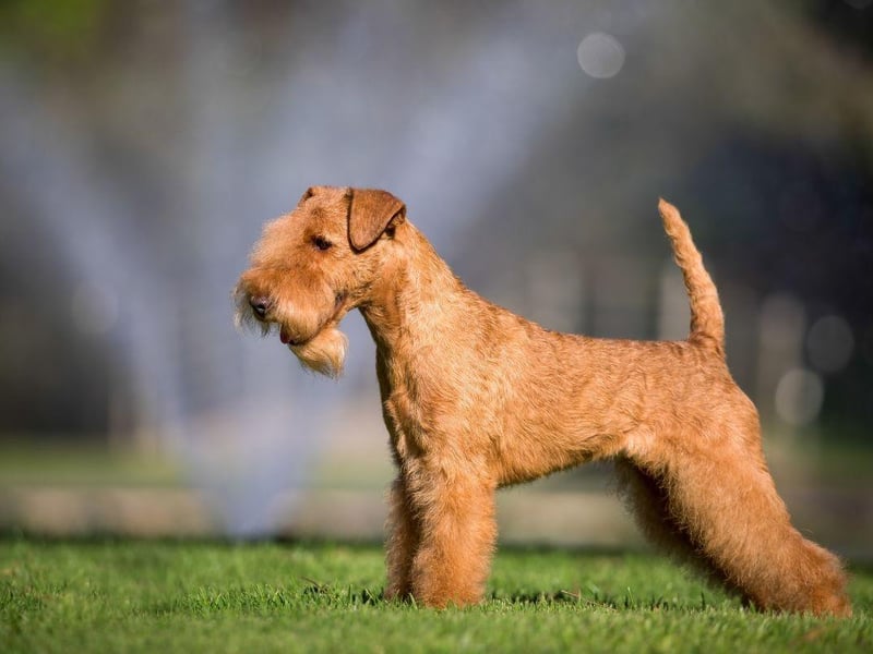 Named after the Lake District, in England, where it originated, the Lakeland Terrier is currently at risk of extinction due to low breeding numbers. Also known as the Fell Terrier or Patterdale Terrier, they date back to the 18th century.