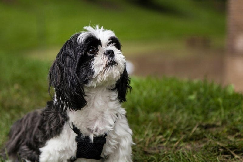 A perfect first pet for somebody looking for a house dog, the Shih Tzu is a friendly breed that needs little in the way of space or exercise. They are also highly intelligent and easy to train.