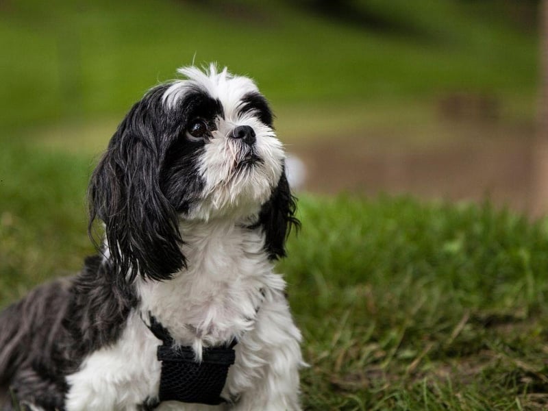 A perfect first pet for somebody looking for a house dog, the Shih Tzu is a friendly breed that needs little in the way of space or exercise. They are also highly intelligent and easy to train.