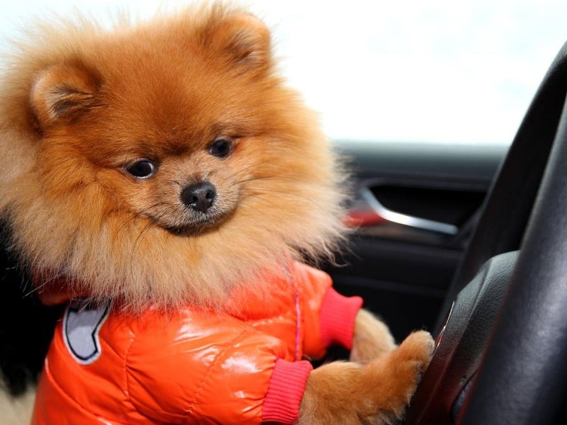 Another small dog that'll take up very little room in your car is the Pomeranian. They were one of three pooches that 10 experts reckoned would be happy on long car trips.
