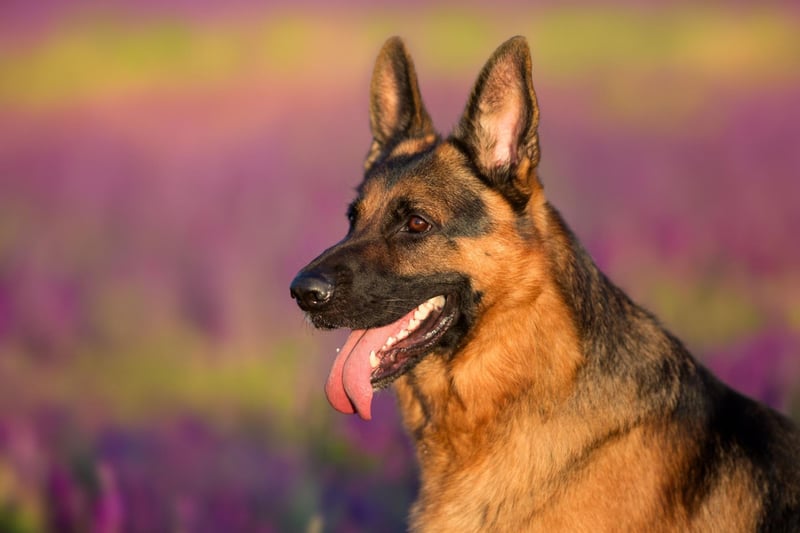 A classic dog name, Rex is eighth in our list of popular German Shepherd names. It's a Latin word meaning 'king'.