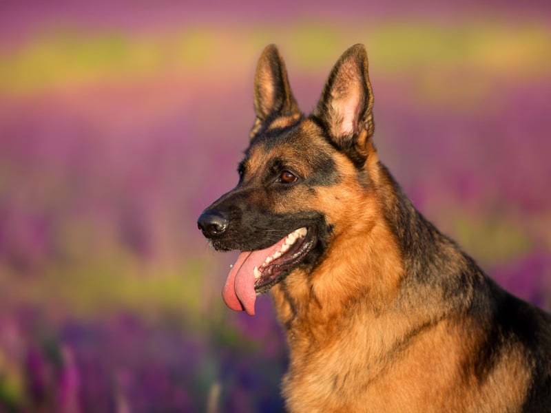 A classic dog name, Rex is eighth in our list of popular German Shepherd names. It's a Latin word meaning 'king'.