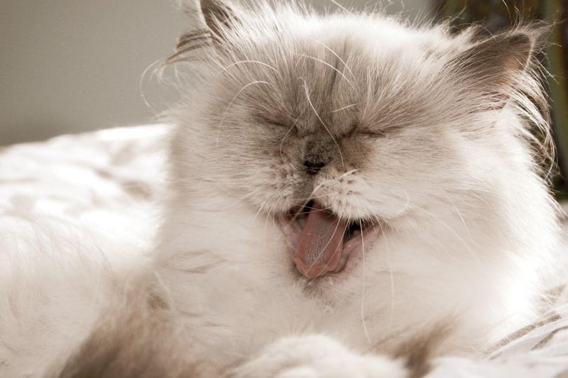 Not the most social of cat breeds, the Himalayan cat is not the most patient and often enjoy their own company.