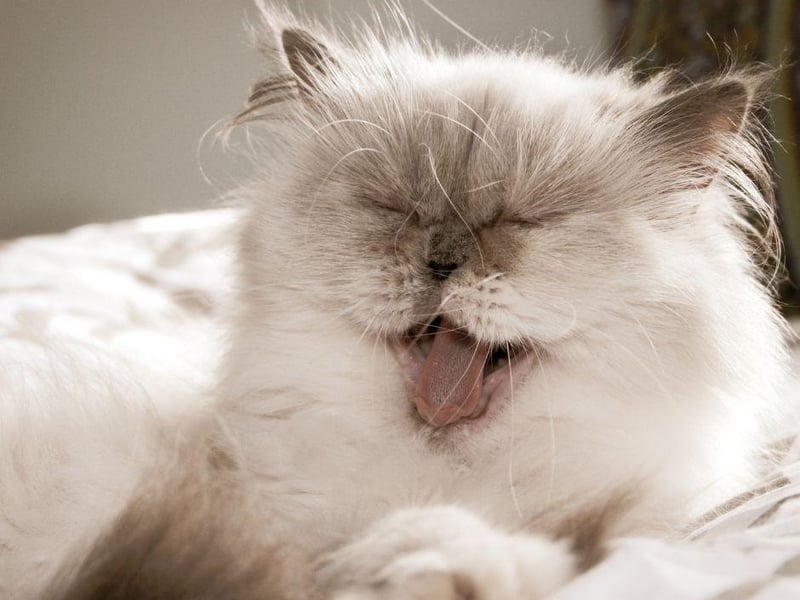 Not the most social of cat breeds, the Himalayan cat is not the most patient and often enjoy their own company.