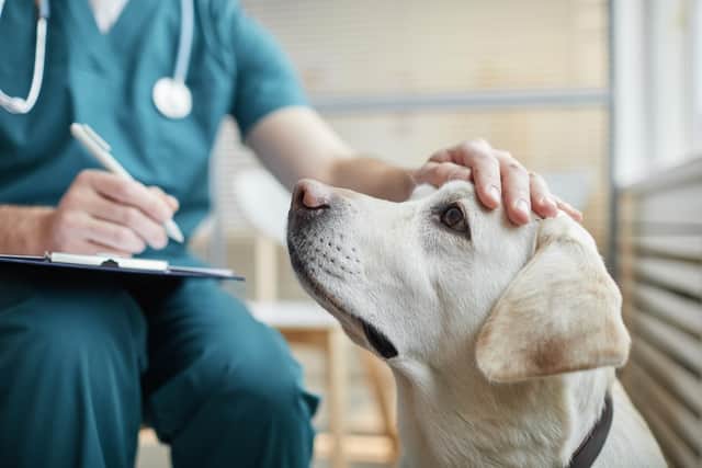​The CMA looked in to a range of concerns that have been raised about vets practices, from prices to a lack of competition (Picture: stock.adobe.com)