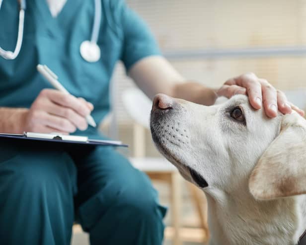 ​The CMA looked in to a range of concerns that have been raised about vets practices, from prices to a lack of competition (Picture: stock.adobe.com)