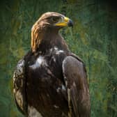 South of Scotland Golden Eagles Project has successfully translocated a further eight chicks from nests in the Highland to the Southern Uplands - bringing the total number of new arrivals to 12. Photograph: Phil Wilkinson