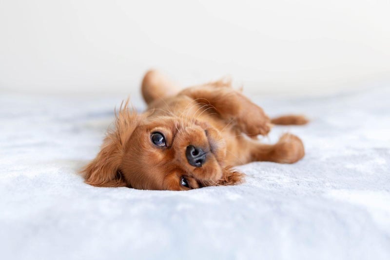 Hungarians think that Picur is the perfect moniker for a new female pup.