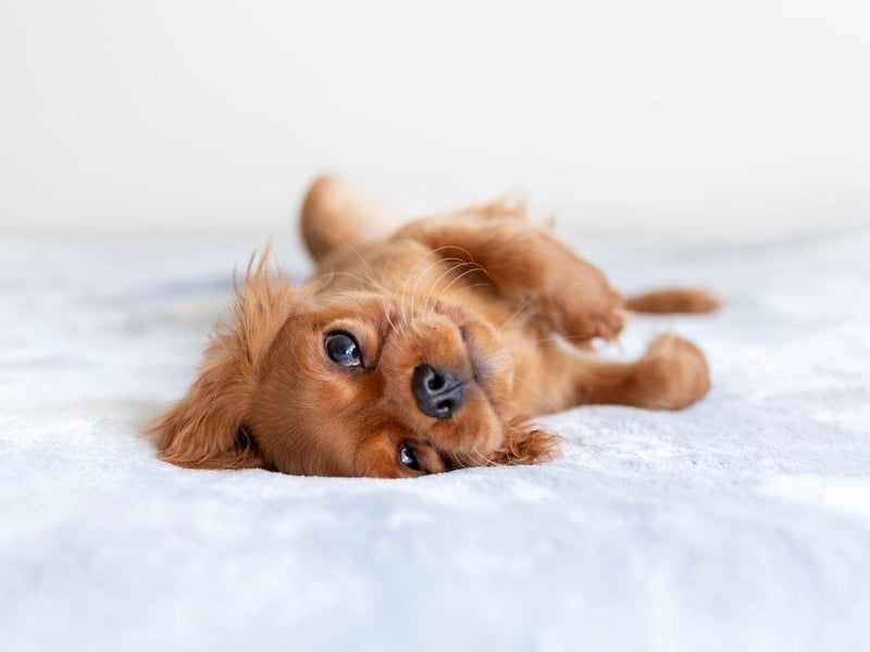 Hungarians think that Picur is the perfect moniker for a new female pup.