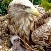 Under threat: A white-tailed eagle chick on the nest with one of its parents