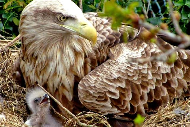 Under threat: A white-tailed eagle chick on the nest with one of its parents