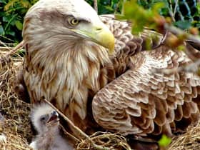 Under threat: A white-tailed eagle chick on the nest with one of its parents