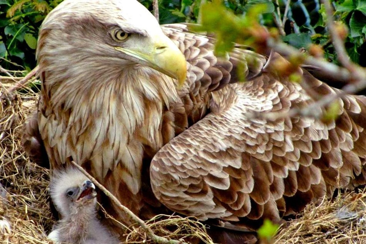 Avian influence: White-tailed eagle chick killed by deadly virus on Mull