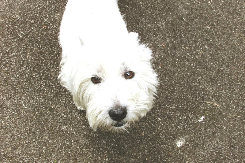 Better known as Westies, the West Highland White Terrier is a breed than just loves telling you about things - a new sound, smell or sight will all be urgently relayed to you with a series of barks.