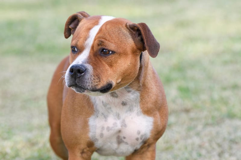 The Staffordshire Bull Terrier, aka the Staffy, is a purebred small to medium sized dog, which have been given an unfair bad reputation over the years. However, they are experiencing a dramatic rise in popularity, with a search volume peak in 2022 of 108k a month, up 30% since the start of the year. They are affectionate and intelligent with a kind and gentle temperament, and an occasional stubborn streak.