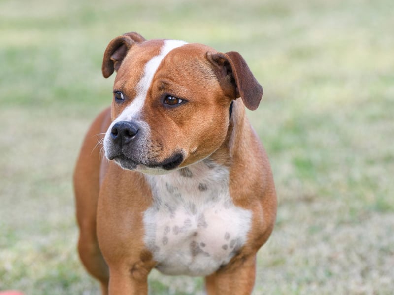 The Staffordshire Bull Terrier, aka the Staffy, is a purebred small to medium sized dog, which have been given an unfair bad reputation over the years. However, they are experiencing a dramatic rise in popularity, with a search volume peak in 2022 of 108k a month, up 30% since the start of the year. They are affectionate and intelligent with a kind and gentle temperament, and an occasional stubborn streak.