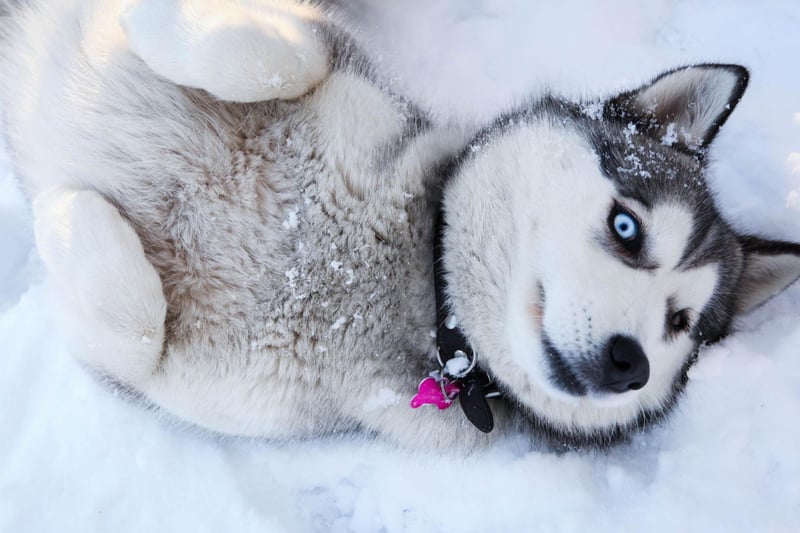 The Siberian Husky is probably the first dog breen most of us think of when it comes to canines comfy in cold climates. Bred to pull slades over vast distances of arctic tundra, this is a dog that can cope with anything the weather can throw at them.